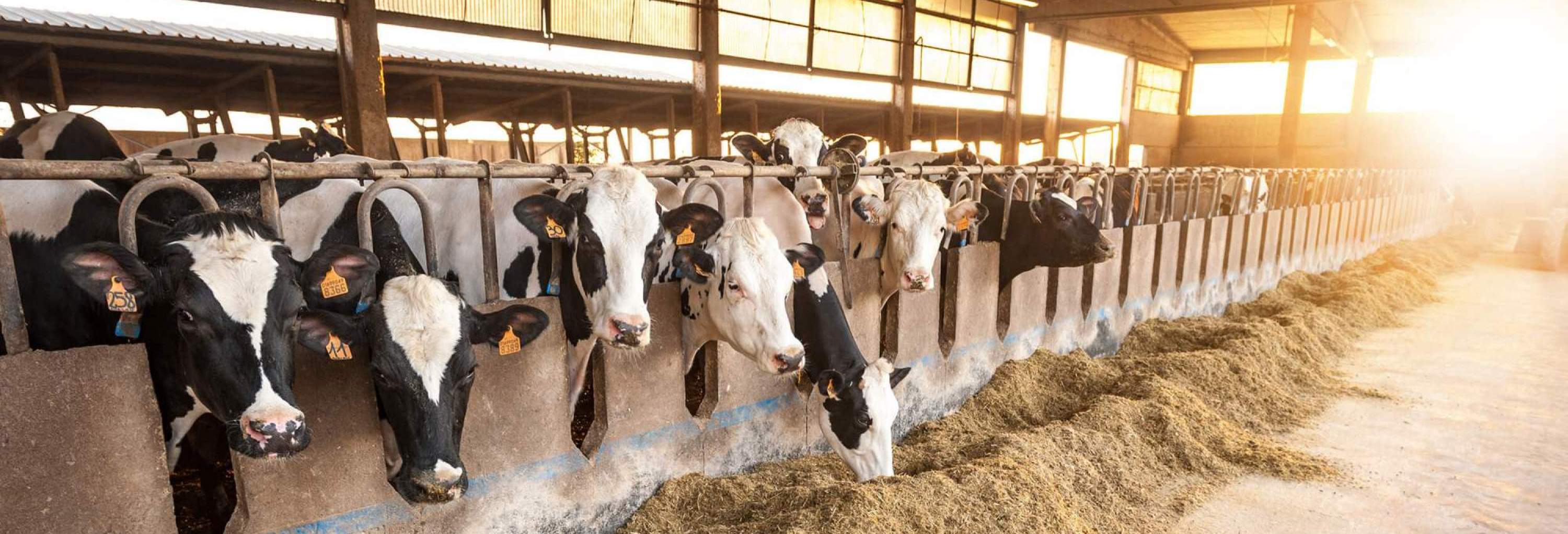 Kühe im Stall / Cows in the barn