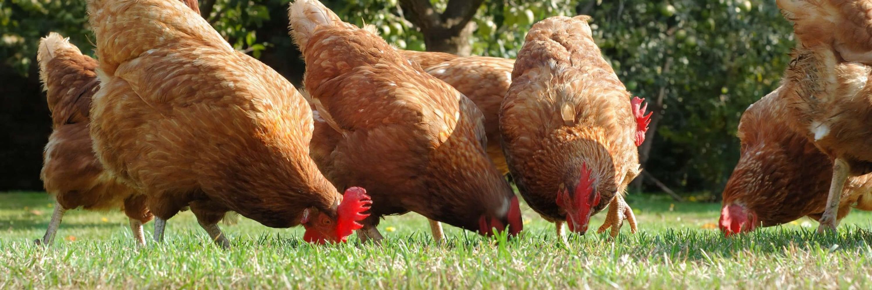 Hühner / Chickens