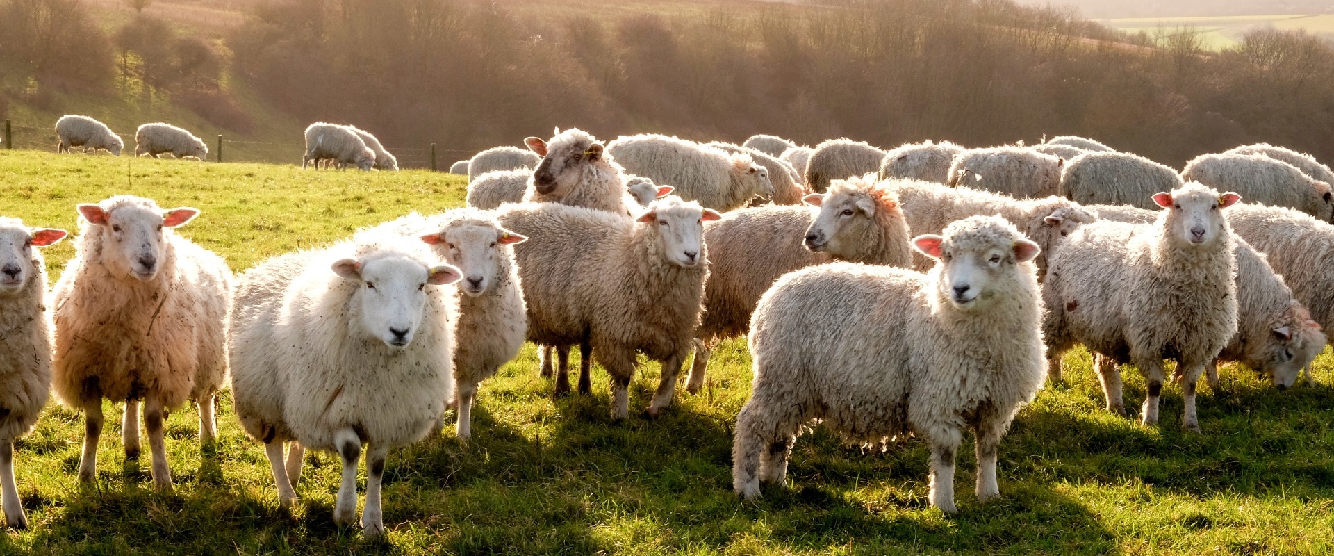 Schafherde auf einer Weide