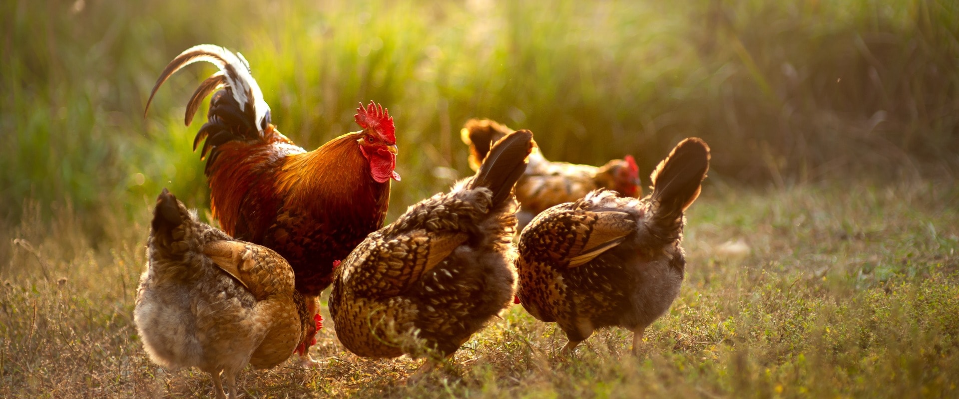 Hühner und ein Hahn auf einer Wiese am fressen