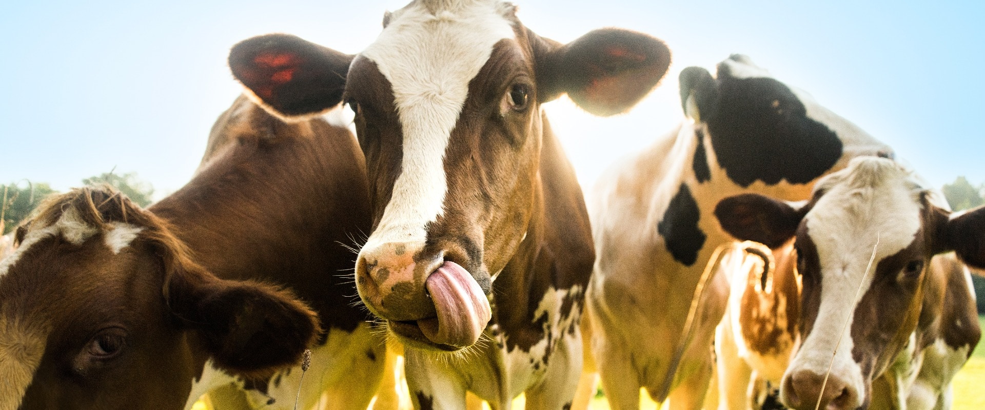 Kuh die in die Kamera schaut