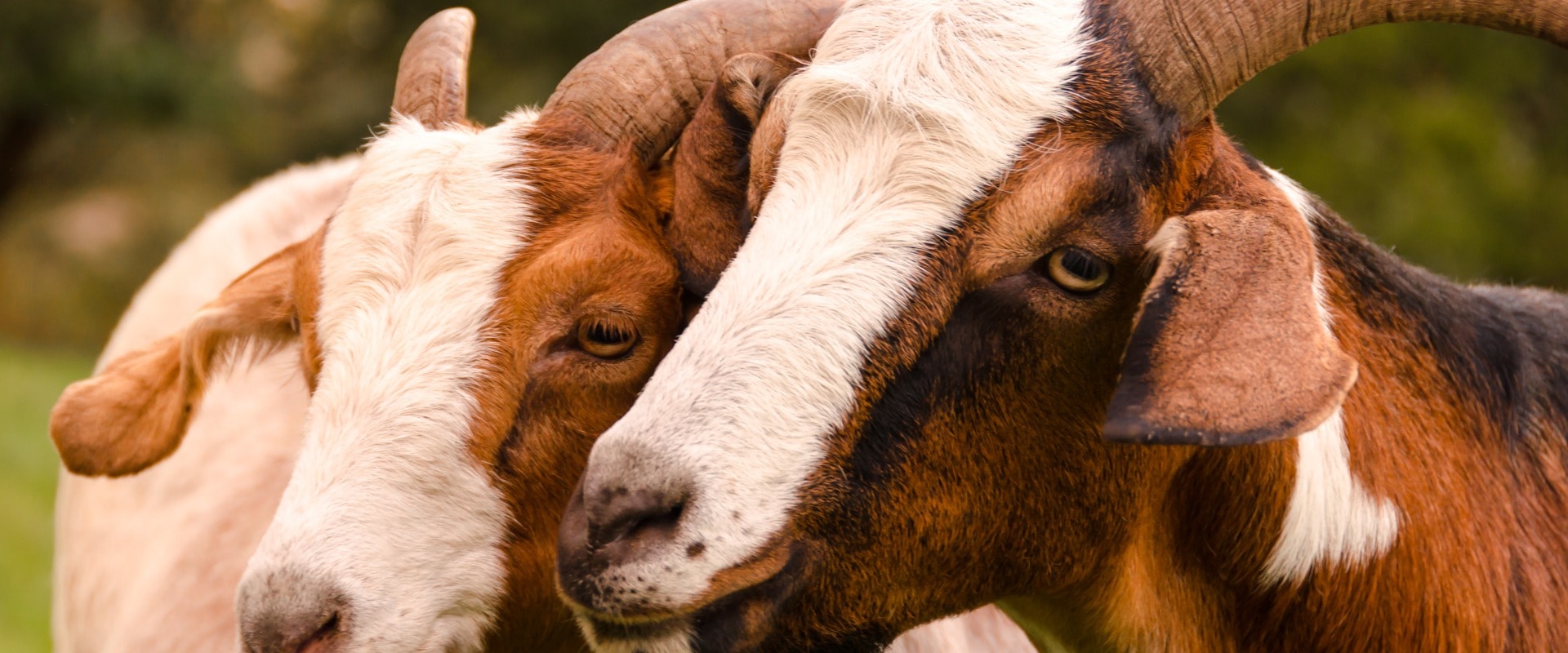 Nahaufnahme eines Ziegenpaars
