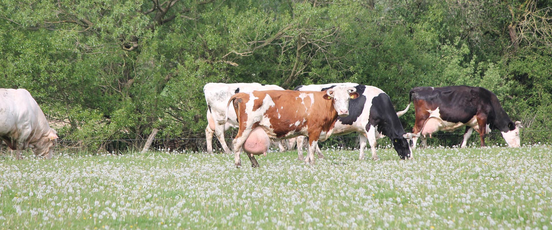 Mehrere Kühe grasen auf einer Wiese