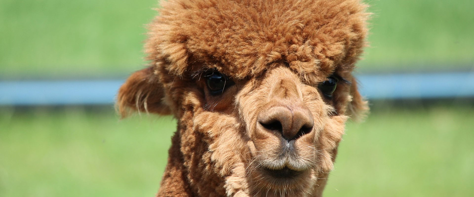 Alpaka das in die Kamera schaut