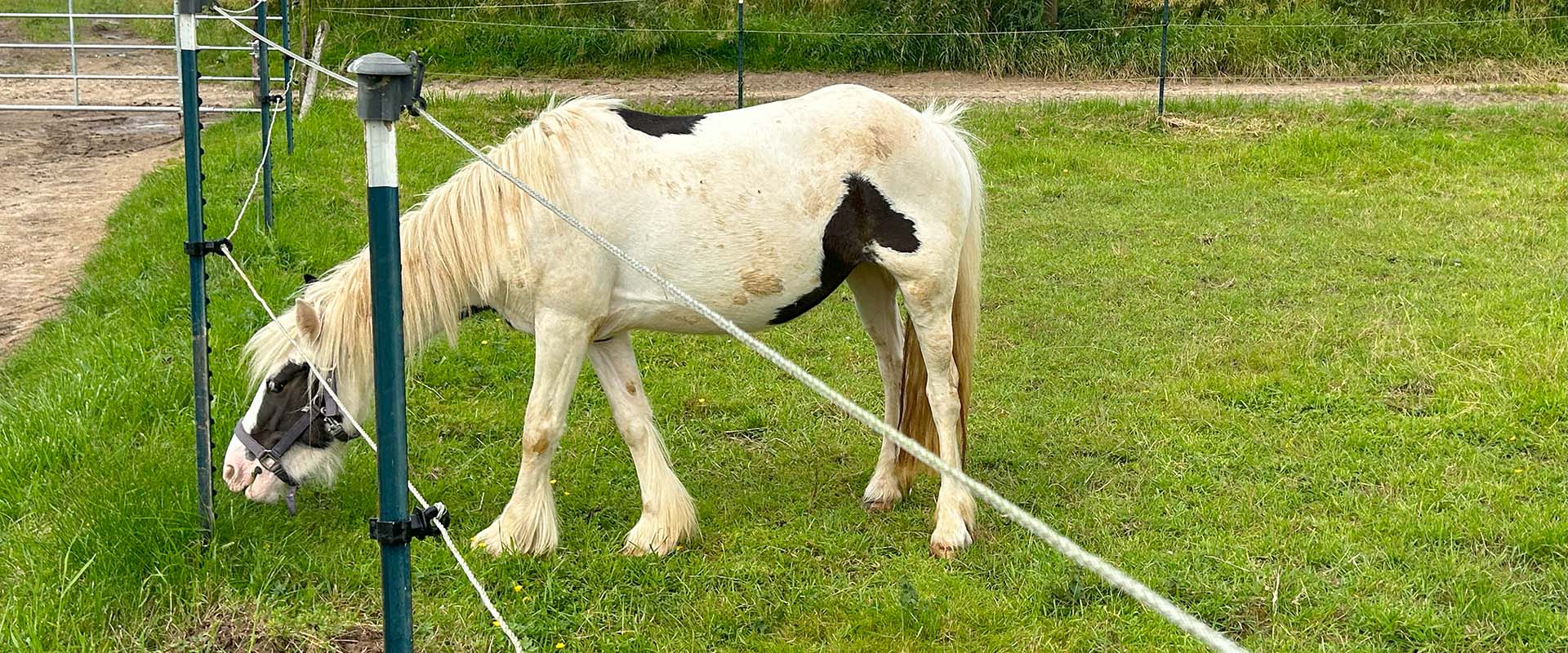 Fressendes Pferd auf einer Wiese
