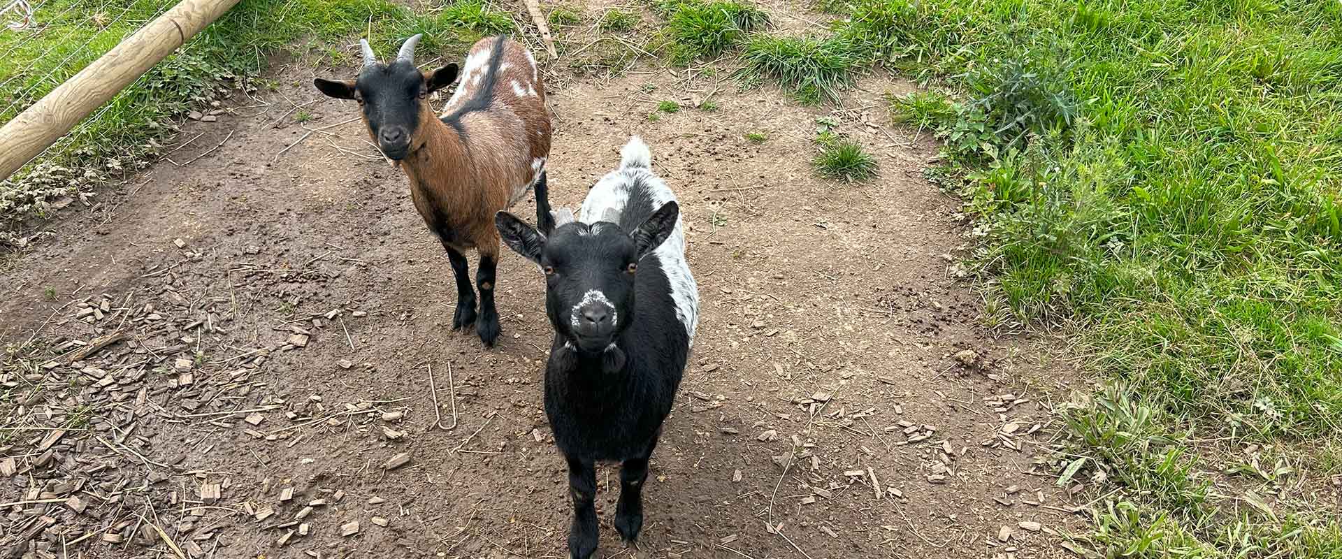 Ziegen die in die Kamera schauen