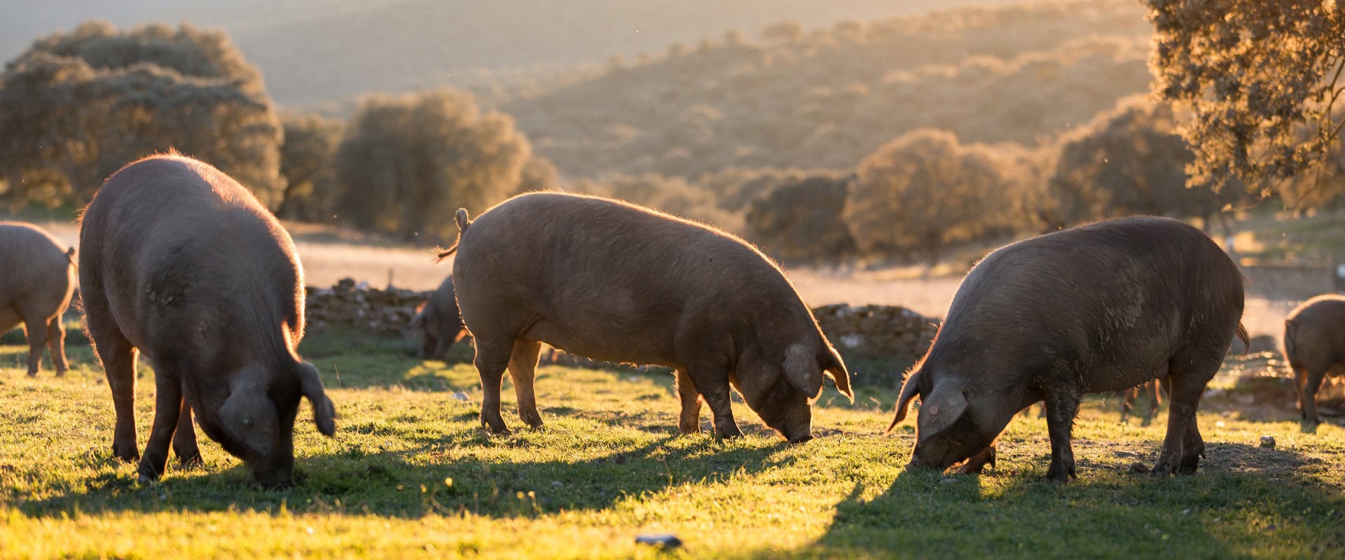 Schweine in der Natur beim Fressen