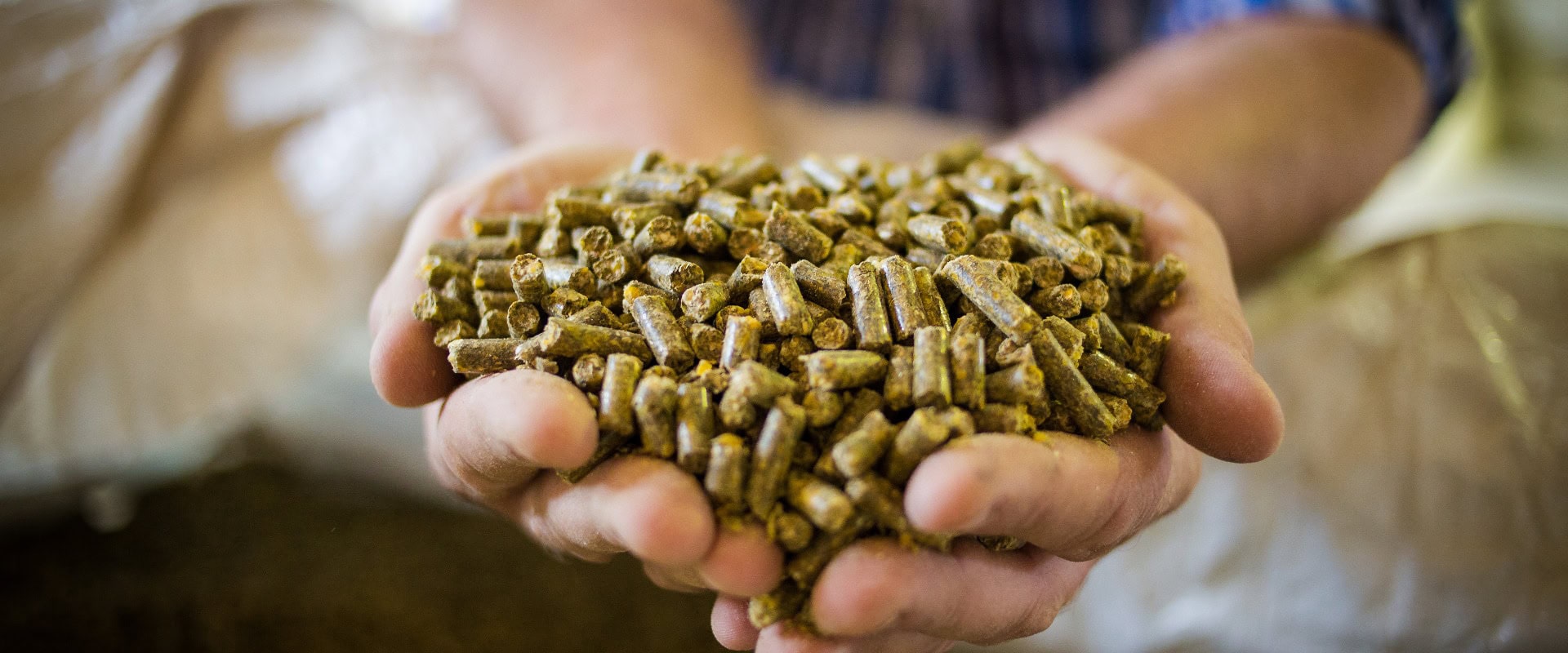 Nahaufnahme von Händen, die Tierfutter auf einem Viehhof halten