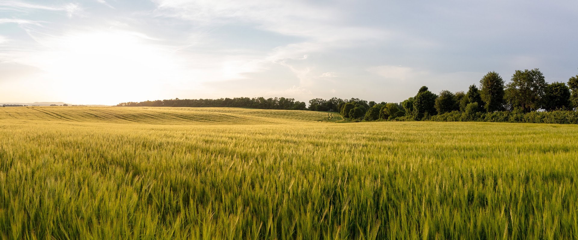 Schönes Getreidefeld. Sommerliches Sonnenuntergangspanorama