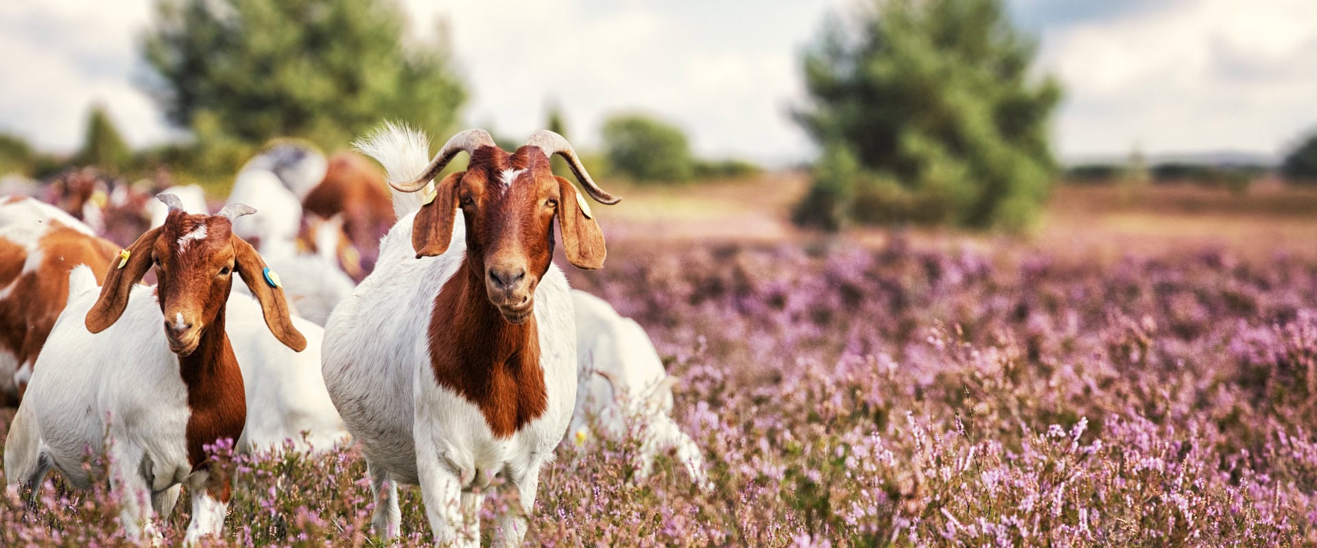 Ziegen in der Lüneburger Heide, Deutschland