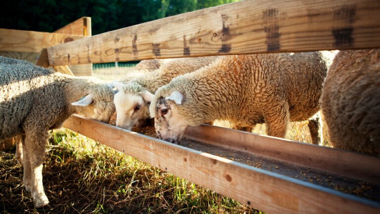 Schafe fressen aus einer Futtertränke