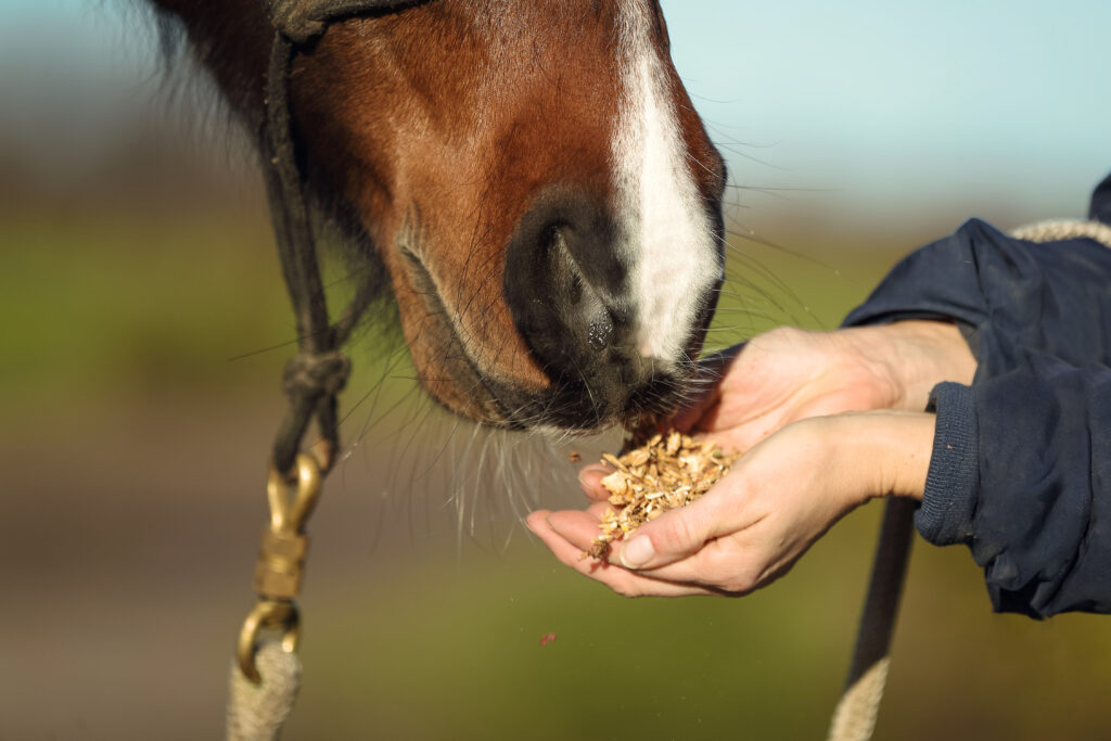 Ein braunes Pferd mit weisser Blesse frisst Futter aus einer offenen Hand