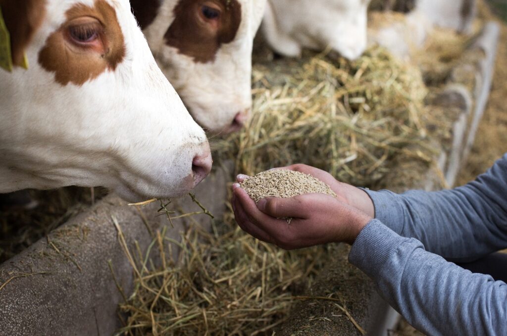 Landwirt, der Kühen Granulat füttert